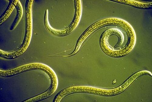Cacing parasit nematoda di usus kecil manusia